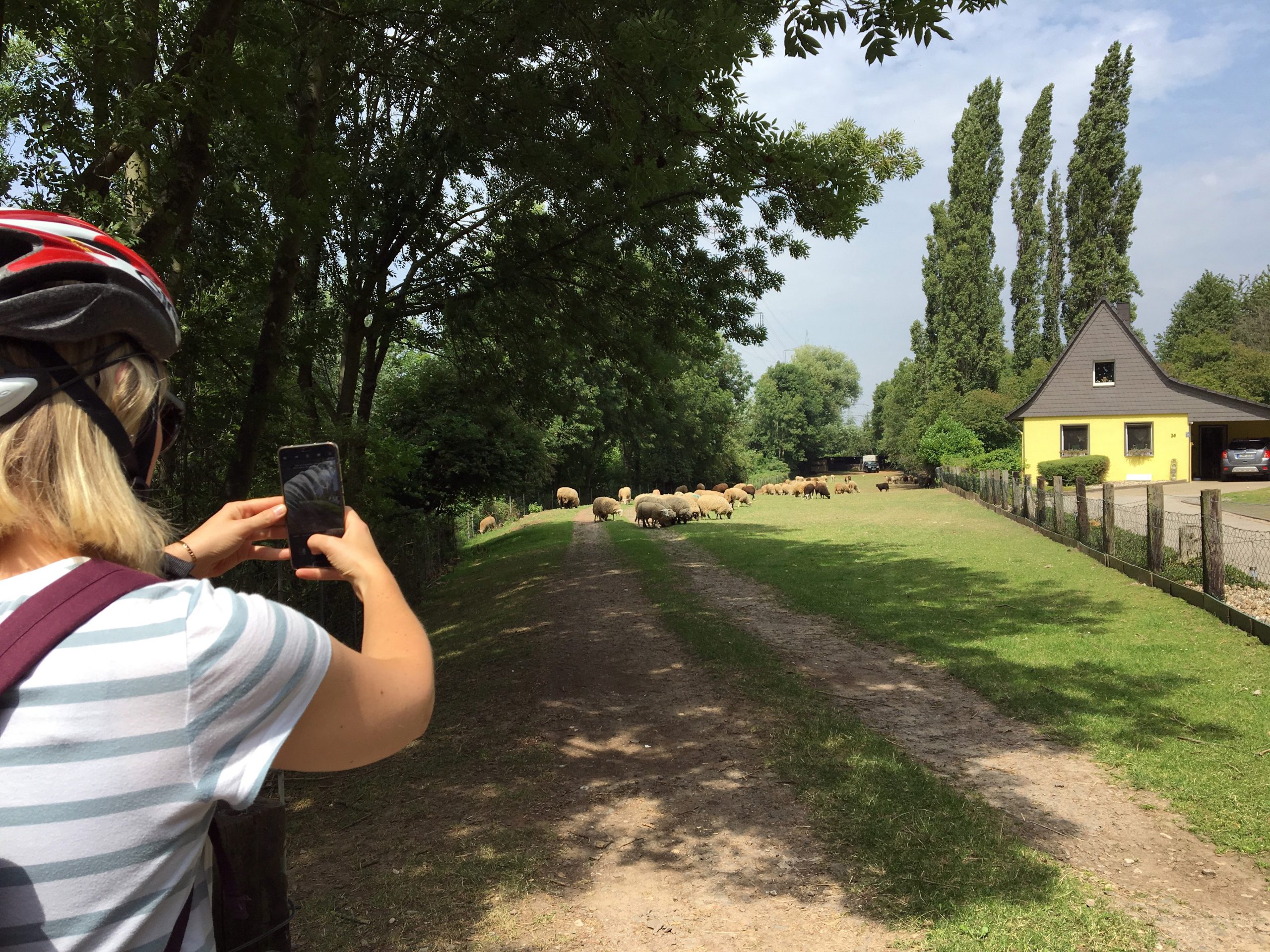 Das Foto zeigt eine Frau die Schafe fotografiert im Städtedreieck Mülheim an der Ruhr, Oberhausen, Essen